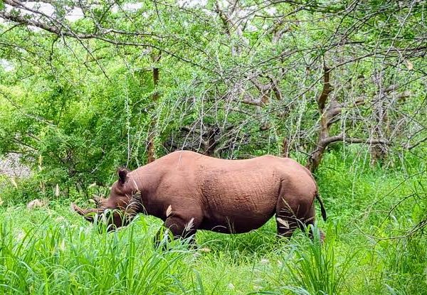 Mkomazi National Park: Black Rhino Sanctuary and Wild Dog Refuge