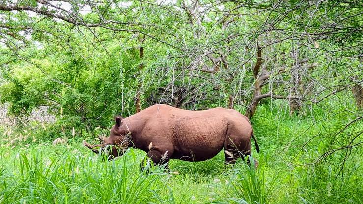 Mkomazi National Park: Black Rhino Sanctuary and Wild Dog Refuge