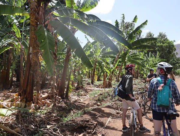 Mto wa Mbu Village: Bananas, Bicycles and Cultural Tours
