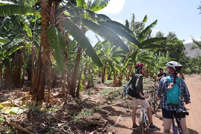 Mto wa Mbu Village Bananas, Bicycles and Cultural Tours Mto wa Mbu Village: Bananas, Bicycles and Cultural Tours
