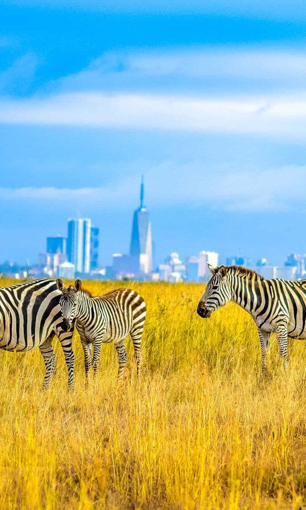 Nairobi National Park: A Complete Guide