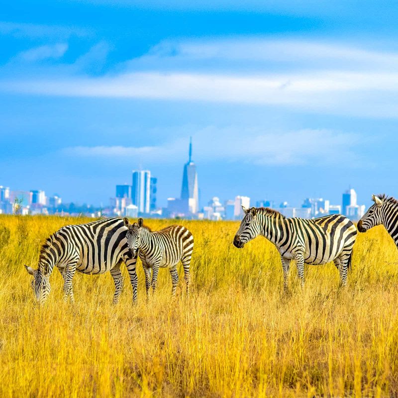 Nairobi National Park A Complete Guide Nairobi National Park: A Complete Guide