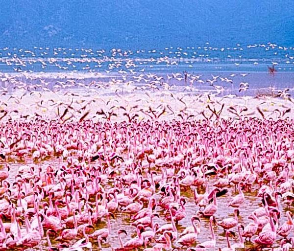 Nakuru flamingoes 600x513