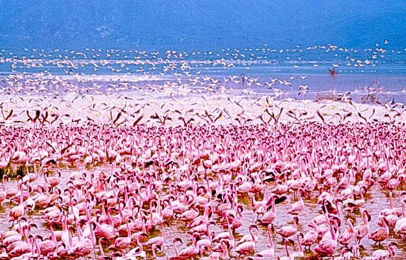 Nakuru flamingoes Nakuru flamingoes