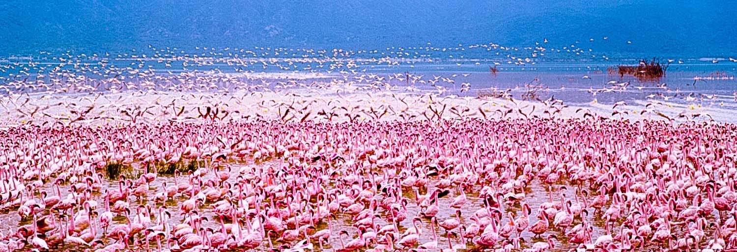 Nakuru flamingoes