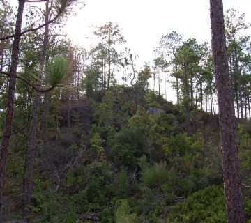 Nature Walk 360x320
