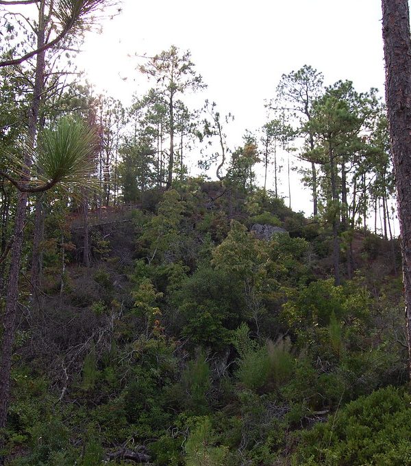 Nature Walk 600x681