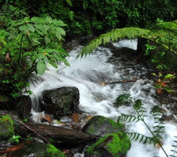 Nature Walk to Munyaga River Waterfall