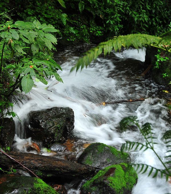 Nature Walk to Munyaga River Waterfall