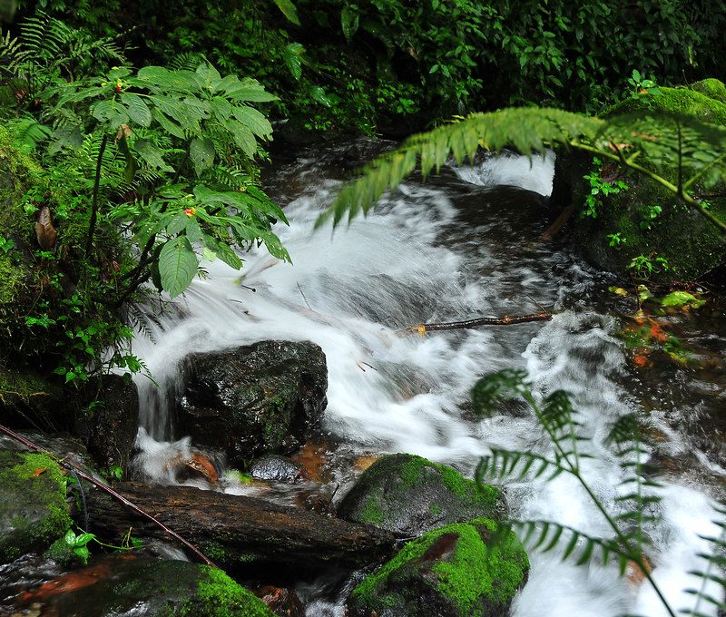 Nature Walk to Munyaga River Waterfall Nature Walk to Munyaga River Waterfall