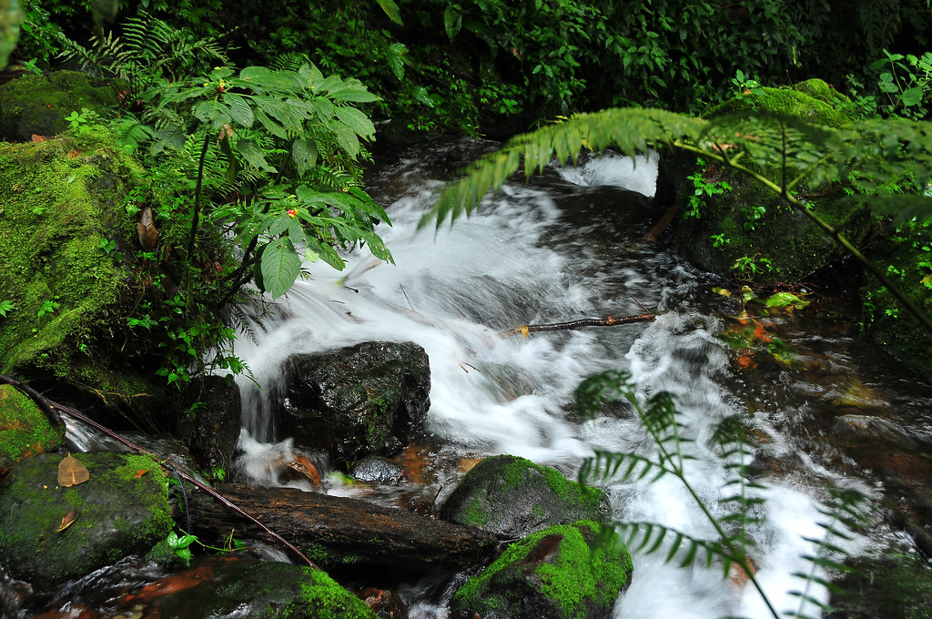 Nature Walk to Munyaga River Waterfall