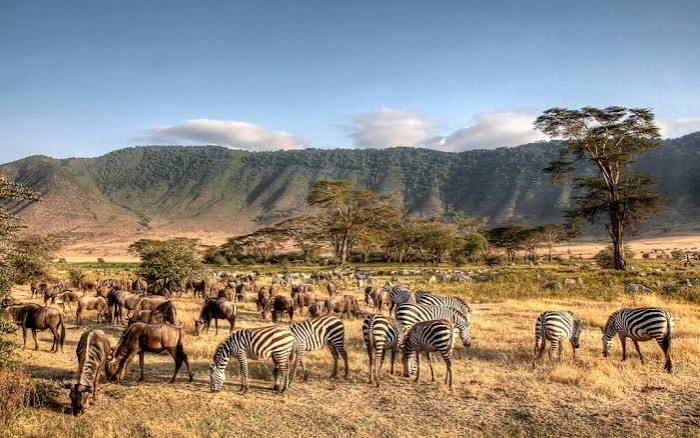 Ngorongoro Crater: The Best Place in Africa for a Big Five Day