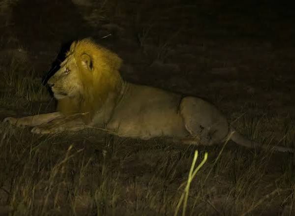 Night Game Drives: Your Best Chance to See Lions Hunting