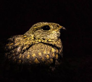 Night Skies and Nightjars: After Dark Birding in the Savanna