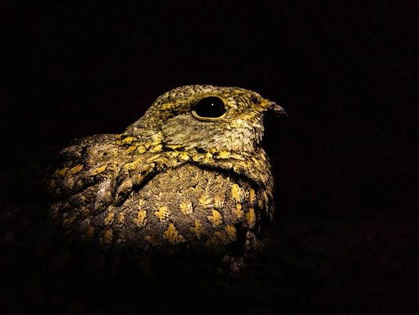 Night Skies and Nightjars: After Dark Birding in the Savanna