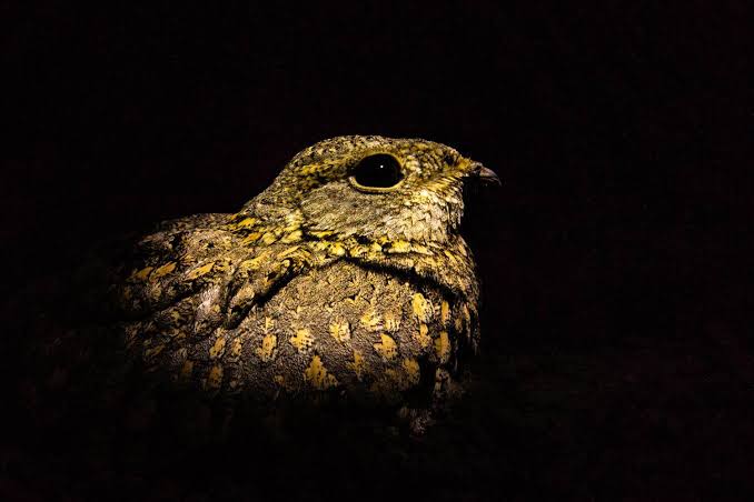 Night Skies and Nightjars: After Dark Birding in the Savanna