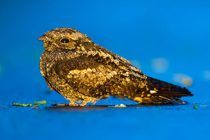 Nightjar resting on savanna grass beneath a star-filled African night sky.