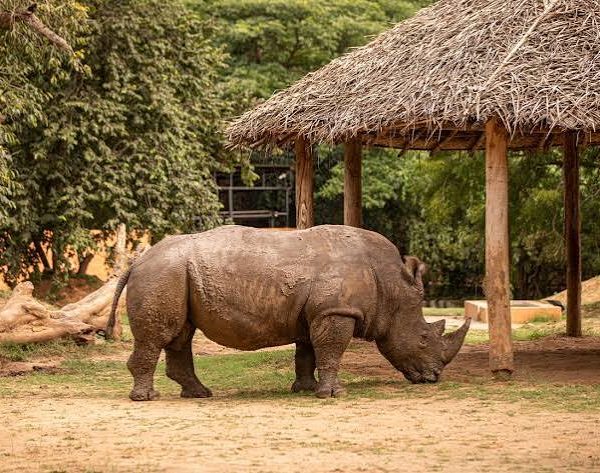 Ol Pejeta Conservancy: Rhino Protection and Chimpanzee Refuge