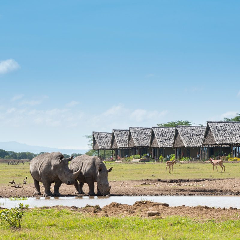 Ol Pejeta Conservancy A Complete Guide Ol Pejeta Conservancy: A Complete Guide