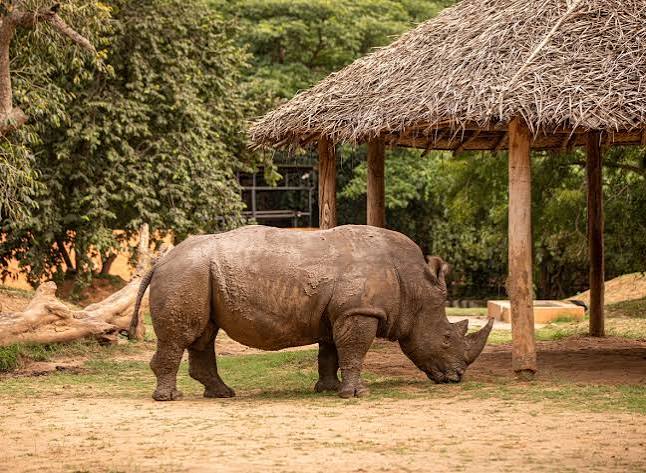 Ol Pejeta Conservancy Ol Pejeta Conservancy: Rhino Protection and Chimpanzee Refuge