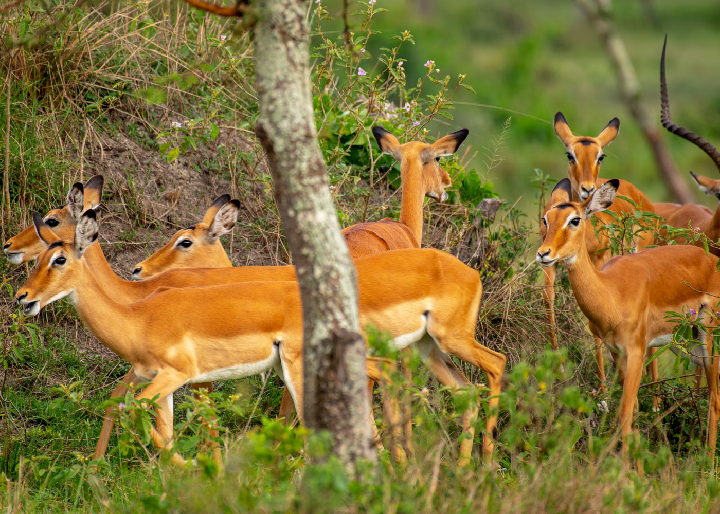 Oribi of Lake Mburo National Park