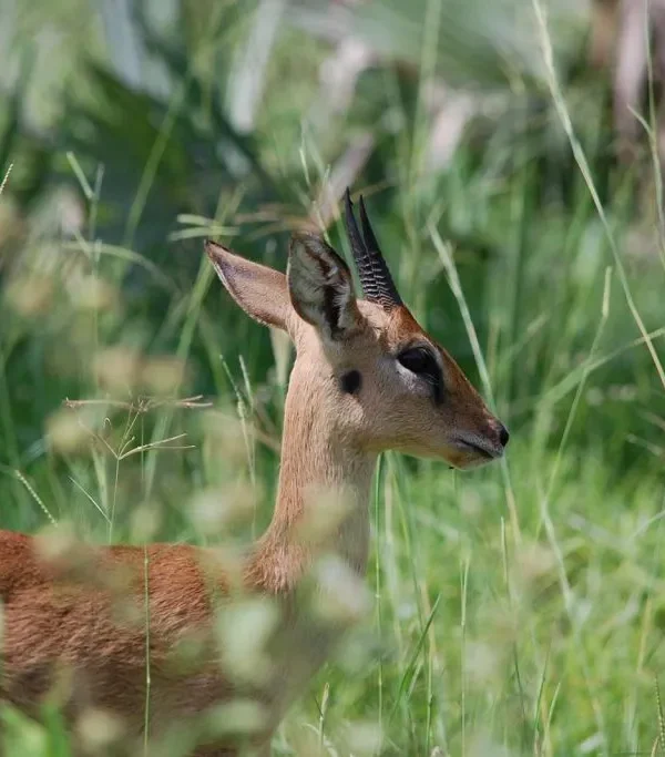 Oribi of Murchison Falls National Park