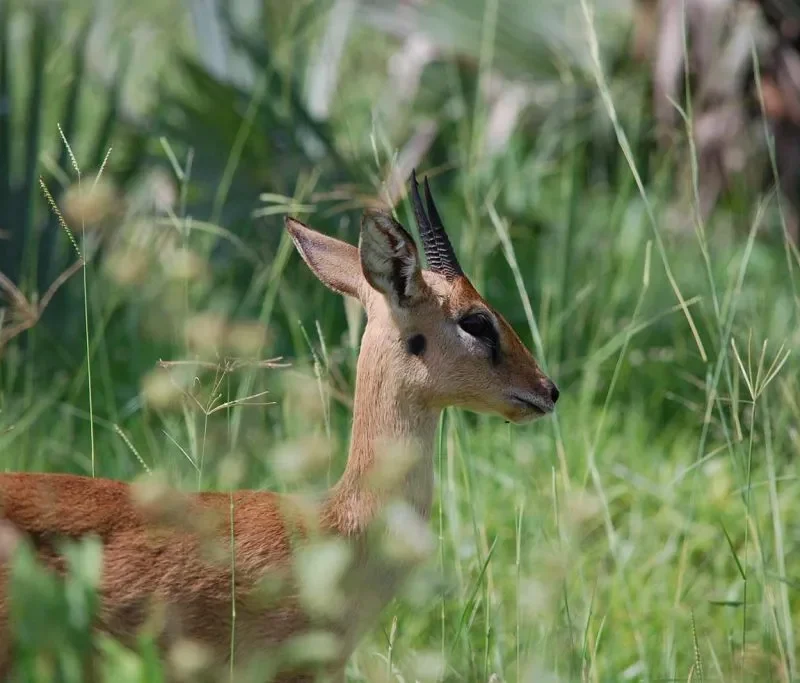 Oribi of Murchison Falls National Park Oribi of Murchison Falls National Park