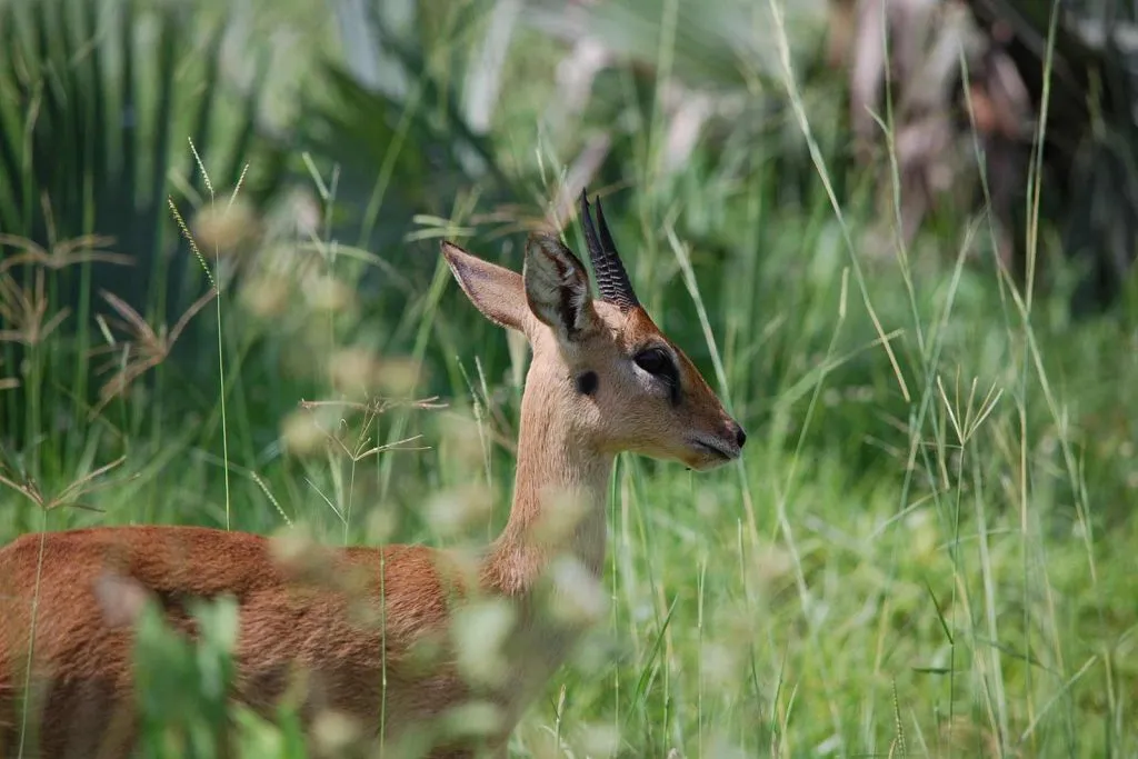Oribi of Murchison Falls National Park