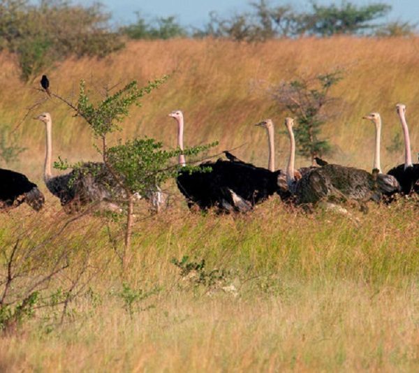 Ostriches of Kidepo Valley National Park