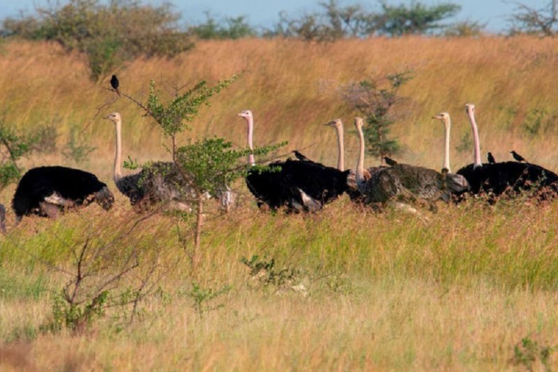 Ostriches of Kidepo Valley National Park Ostriches of Kidepo Valley National Park