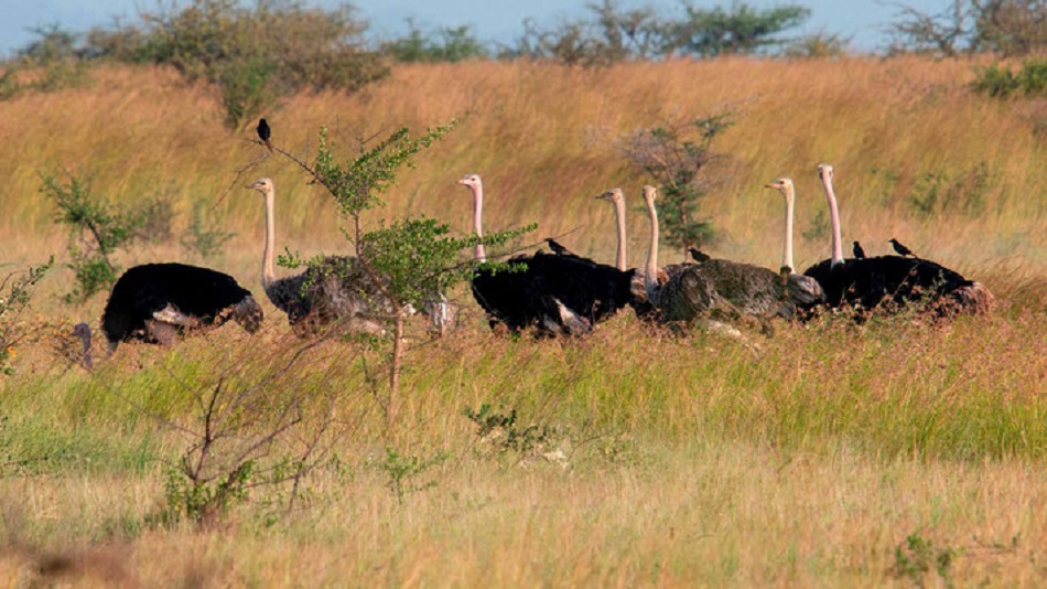 Ostriches of Kidepo Valley National Park
