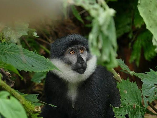 Night Walks for Bushbabies and Pottos in Uganda's Forests