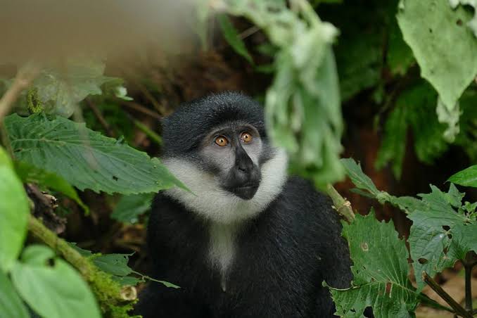 Other Forest Primates to Spot Night Walks for Bushbabies and Pottos in Uganda's Forests