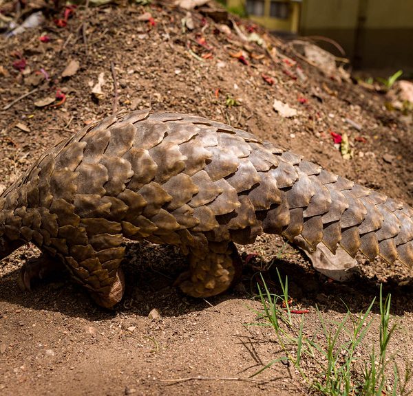 How Do Mongoose Survive Snake Venom?