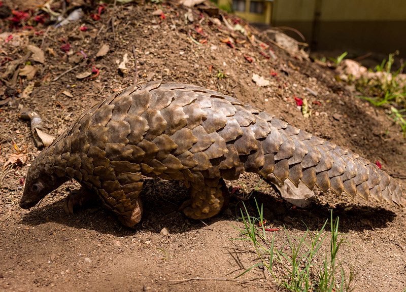 Pangolins of Uganda How Do Mongoose Survive Snake Venom?