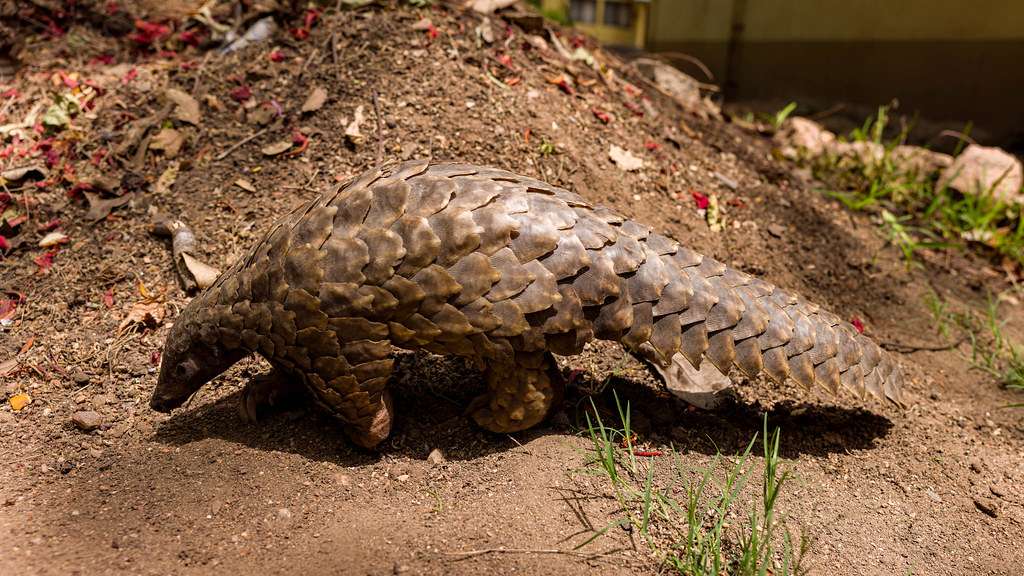 Pangolins of Uganda 1
