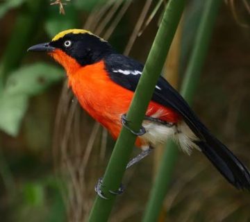Papyrus Swamps of East Africa: A Specialist Birder's Guide