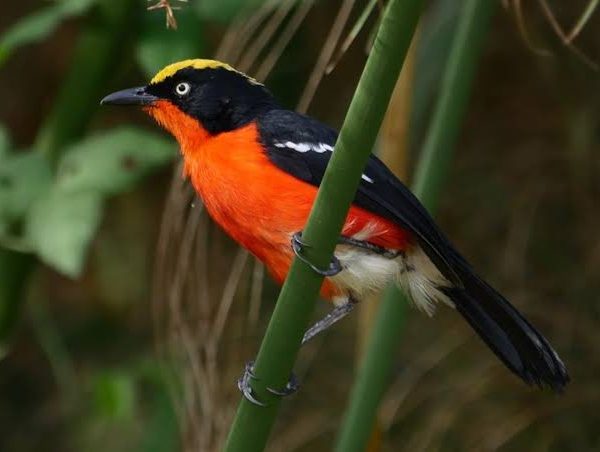 Papyrus Swamps of East Africa: A Specialist Birder's Guide
