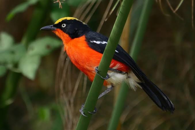 Papyrus Swamps of East Africa: A Specialist Birder's Guide