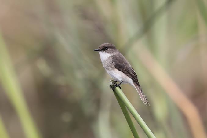Papyrus swamp habitat with specialist wetland birds across East Africa's rich waterways