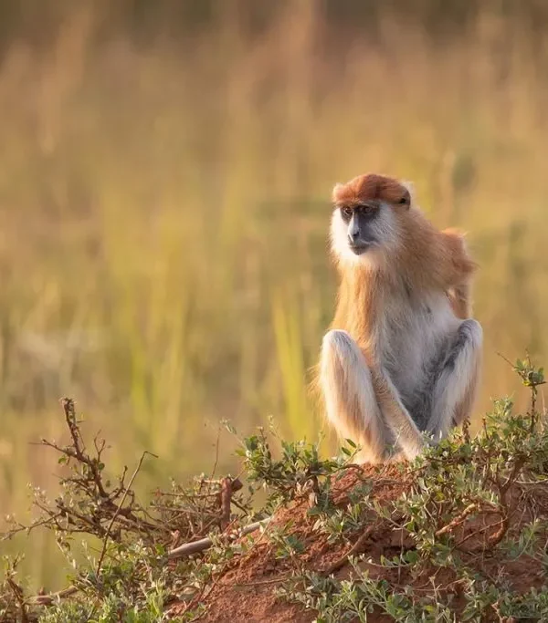 Patas Monkeys of Murchison Falls National Park