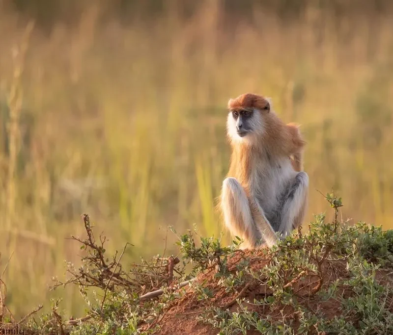 Patas Monkeys of Murchison Falls National Park Patas Monkeys of Murchison Falls National Park