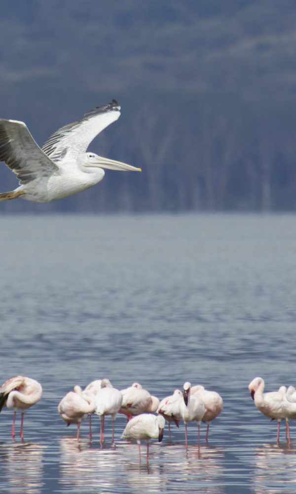 Pelicans of Lake Nakuru National Park