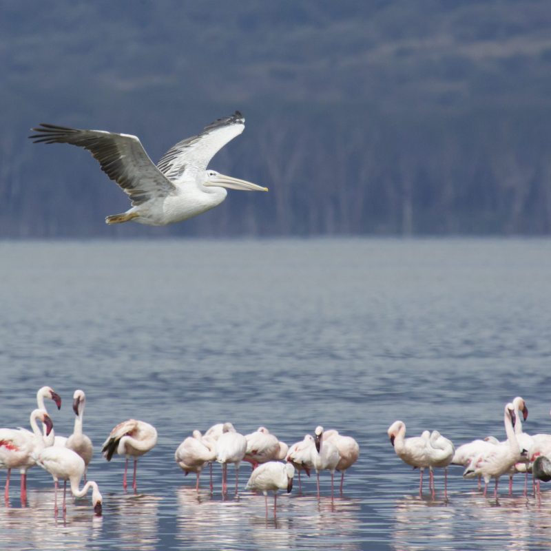 Pelicans of Lake Nakuru National Park Pelicans of Lake Nakuru National Park