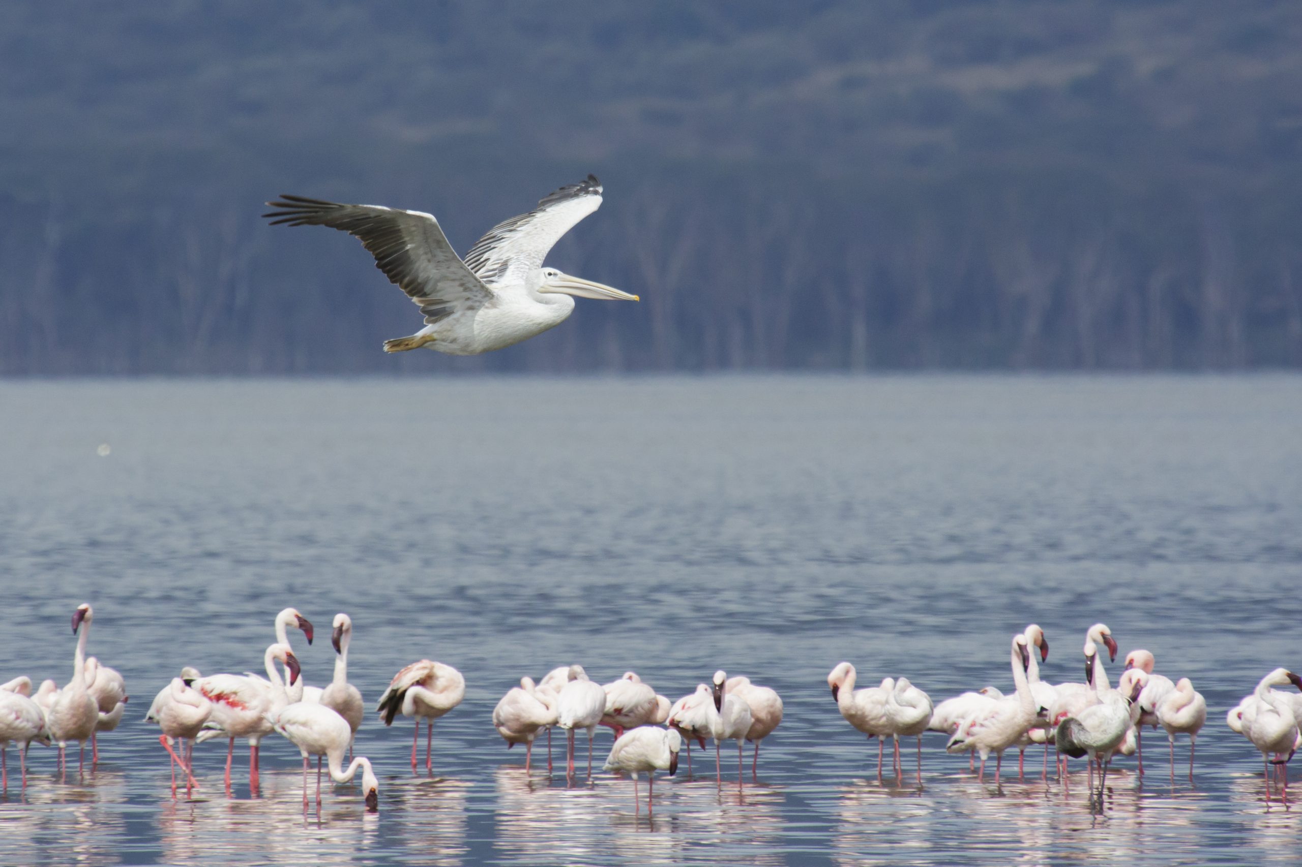 Pelicans of Lake Nakuru National Park