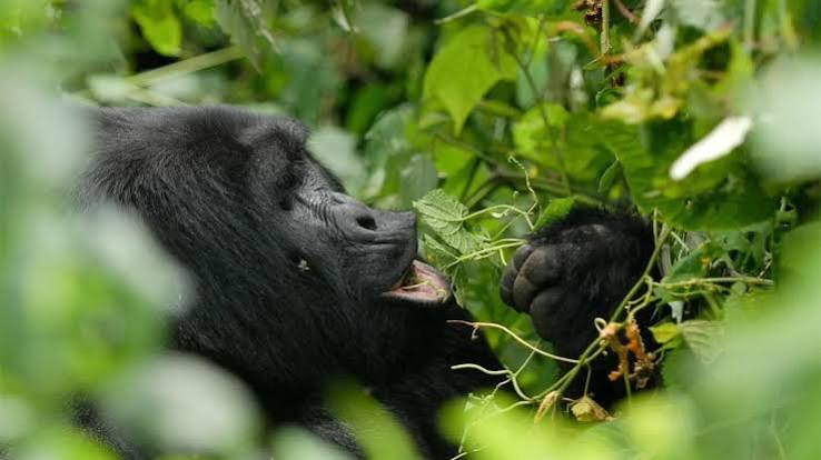 Camera Settings for Wildlife Photography in the Buhoma Sector