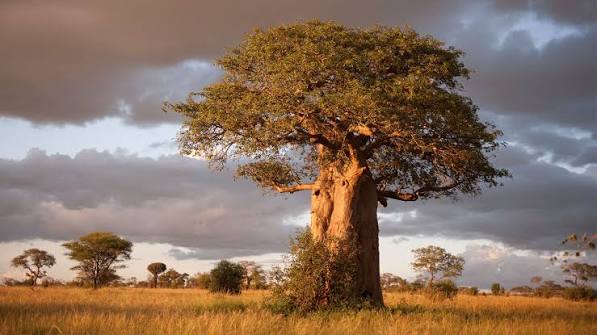 Planning a Return Trip to Tarangire National Park: What to Do Differently