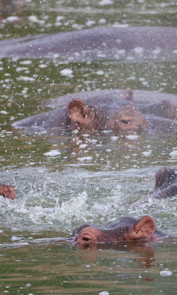 Queen Elizabeth National Park 600x1000