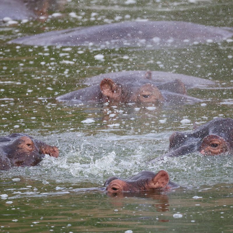 Queen Elizabeth National Park