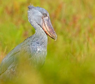 Rare Vagrants of East Africa: Birds That Shouldn't Be There